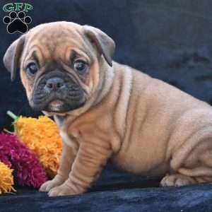 Darla, Miniature Bulldog Puppy